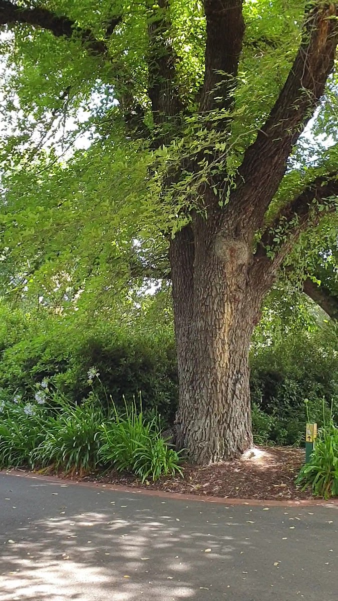 Rosalind Park Park in Bendigo - photo 2